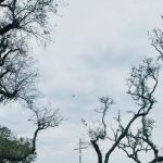 3 Duck Ranch