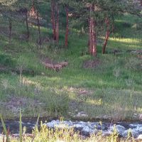 River Fork Campground ico