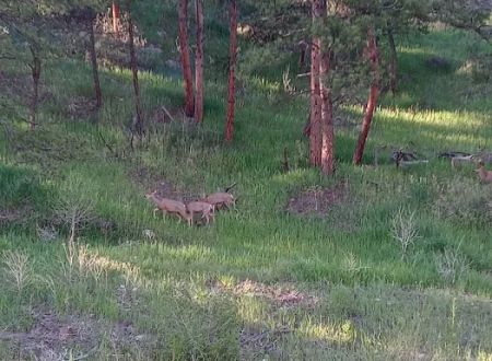 River Fork Campground