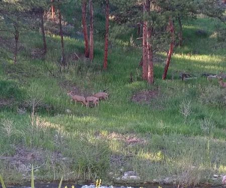 River Fork Campground