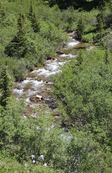 Cement Creek Campground Picture 5