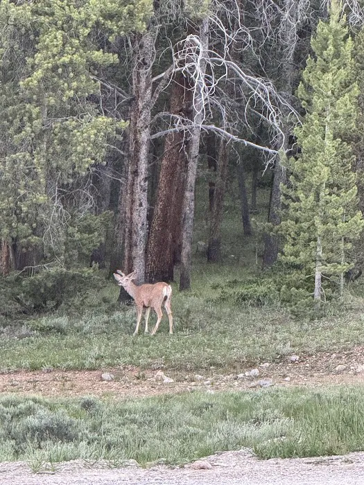 Mosca Campground - Gunnison RD Picture 10