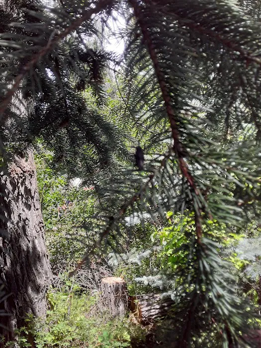 Erickson Springs Campground Picture 5