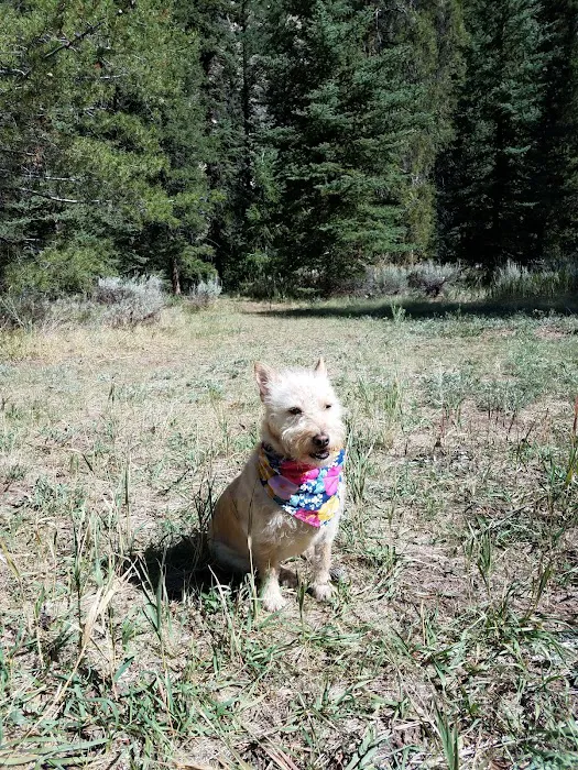 ROSY LANE Picture 6