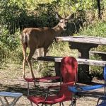 McClure Campground - Paonia RD
