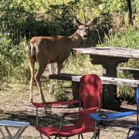 McClure Campground - Paonia RD ico