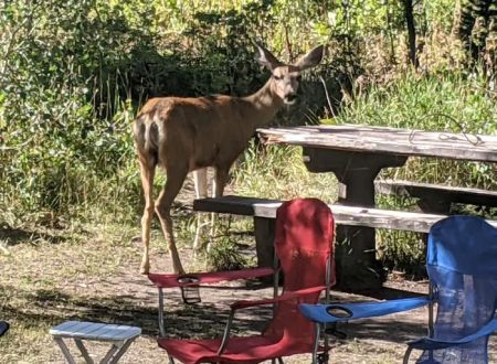 McClure Campground - Paonia RD