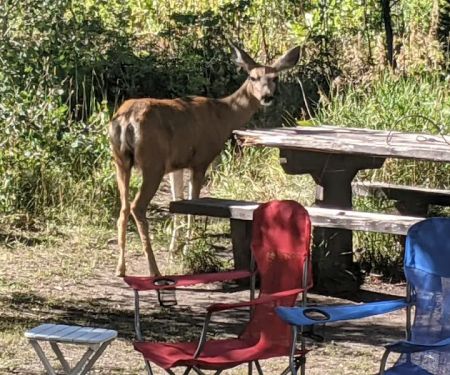 McClure Campground - Paonia RD