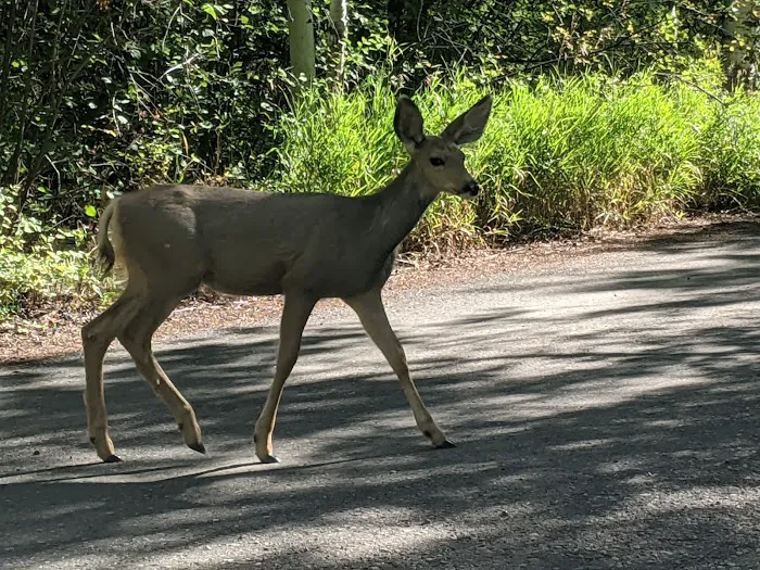 McClure Campground - Paonia RD Picture 2