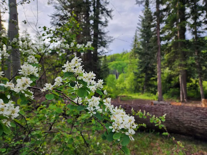 McClure Campground - Paonia RD Picture 7