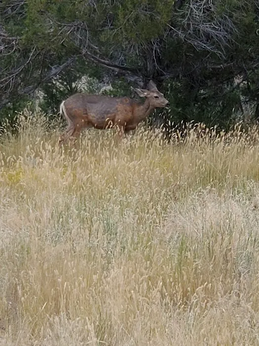 Sage Campground NOT dispersed Picture 8