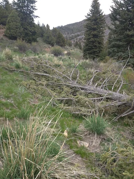 Middle Miller Creek Campground Picture 6