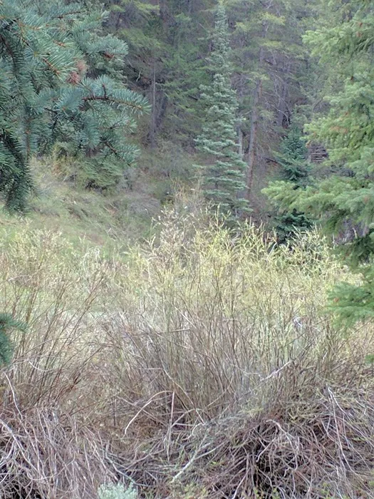 Middle Miller Creek Campground Picture 8