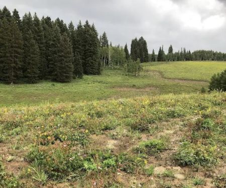 Middle Miller Creek Campground
