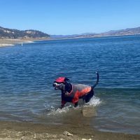 Steele Canyon ico