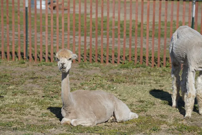 The Meadows of Isleton Picture 3
