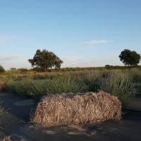 The Meadows of Isleton ico