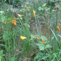 Viento State Park South Campground ico