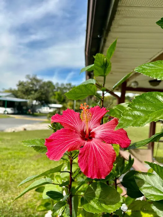 Southern Sun RV & Mobile Home Park Picture 10