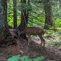 Lost Lake Campground F Loop First Come First Serve Sites ico