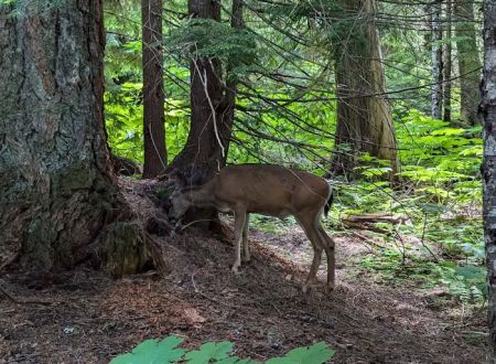 Lost Lake Campground F Loop First Come First Serve Sites