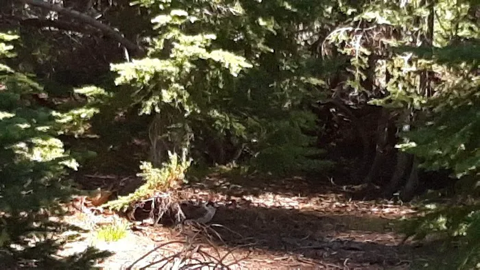 Lost Lake Campground F Loop First Come First Serve Sites Picture 6