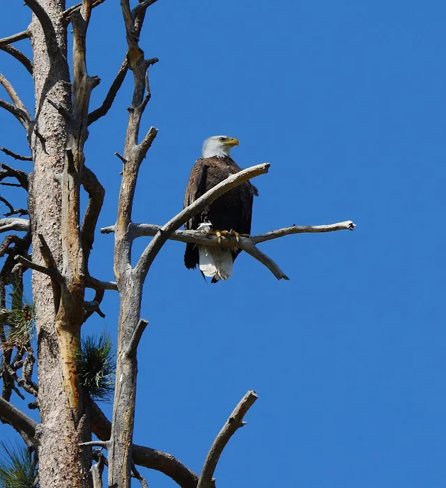 Lmuma Creek Recreation Site Picture 9