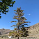 Big Pines Recreation Site