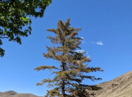 Big Pines Recreation Site