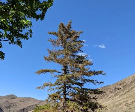 Big Pines Recreation Site