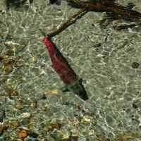 Bear Creek Campground ico