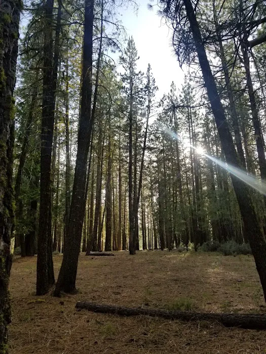 Boulder Creek Campground Picture 9
