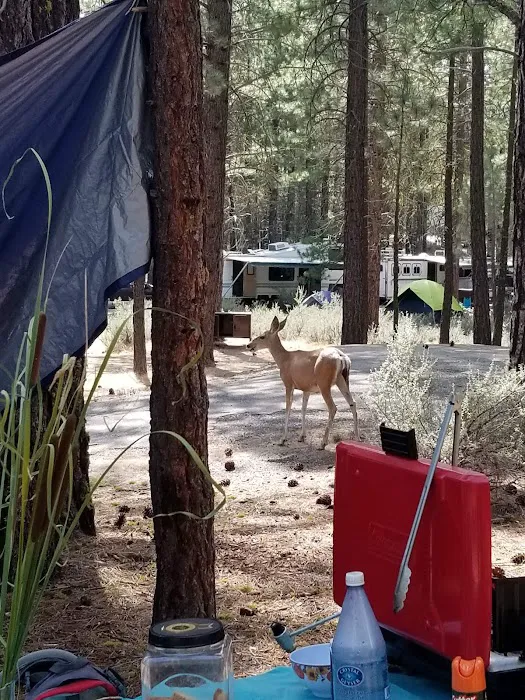 Long Point Campground Picture 10