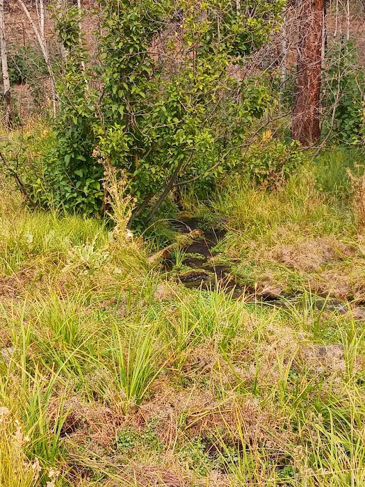 Conklin Park Campground Picture 10