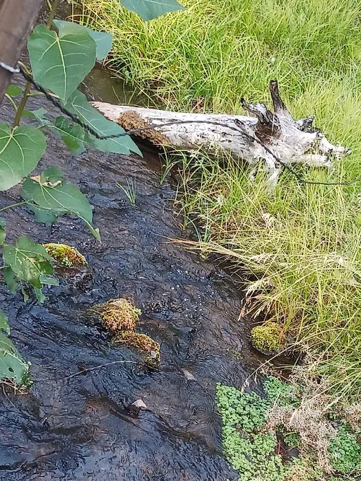 Conklin Park Campground Picture 6