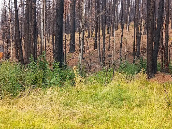 Conklin Park Campground Picture 7