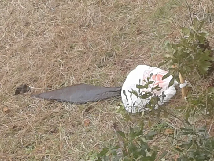 Chassa Oaks RV Resort Picture 3