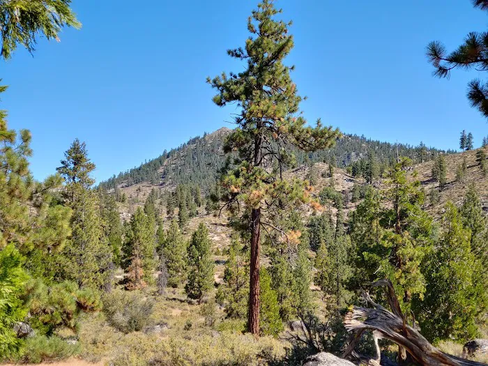 Cottonwood Spring Campground Picture 5
