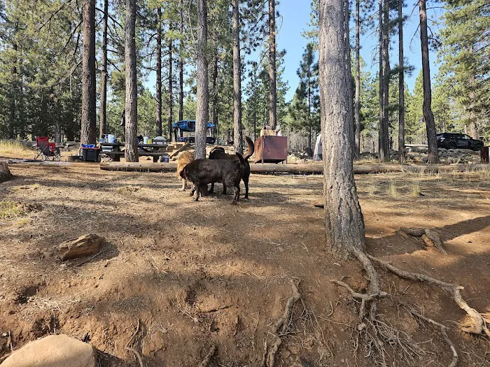 Spring Creek Campground Picture 10