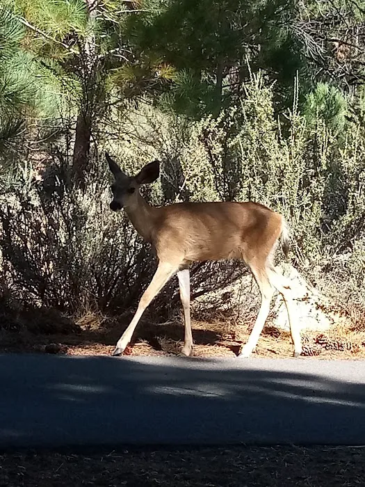 Big Cove Campground Picture 1