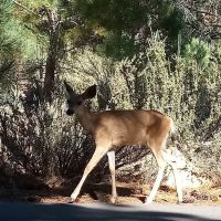 Big Cove Campground ico