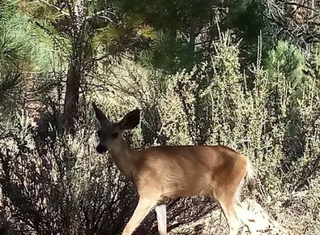 Big Cove Campground
