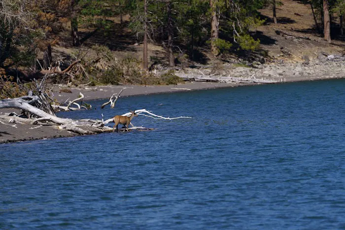 Butte Lake Campground Picture 8