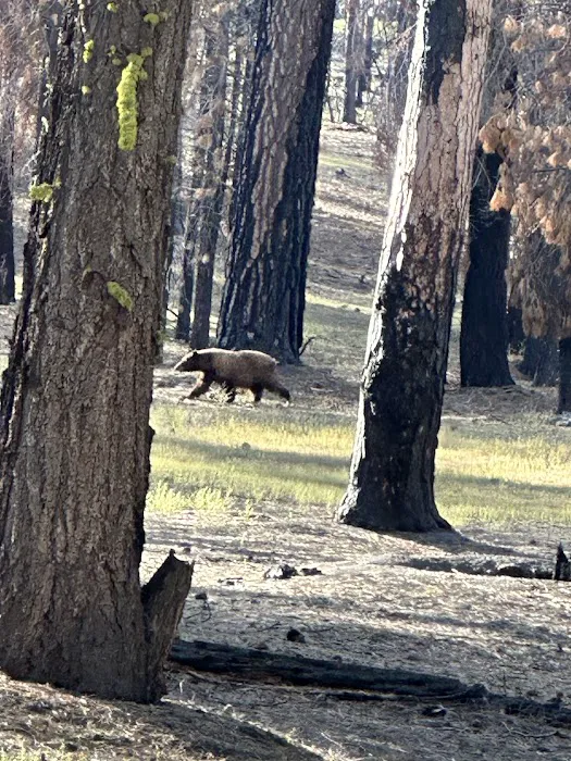 Butte Lake Campground Picture 7