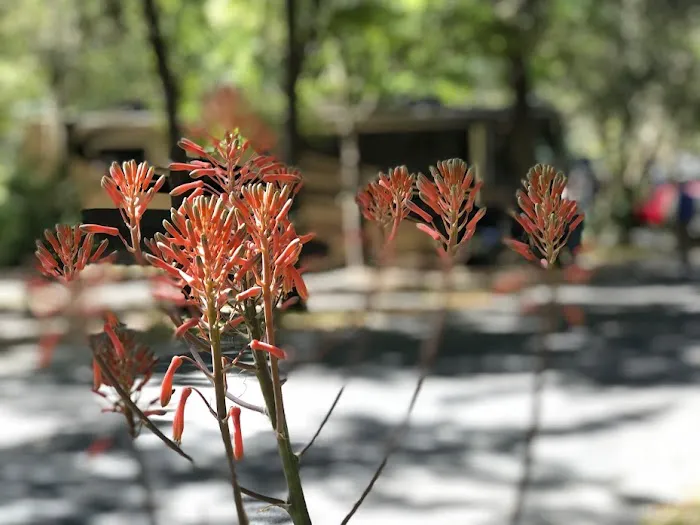 A Big Wheel RV Park Picture 7