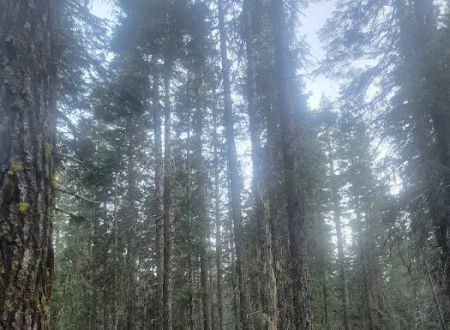 North Battle Creek Campground