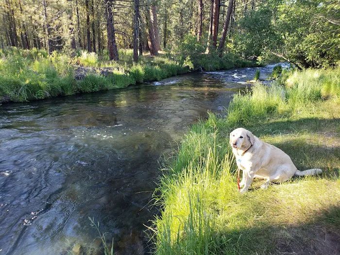Old Station Campground Picture 3