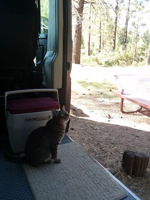 Old Station Campground Picture 9