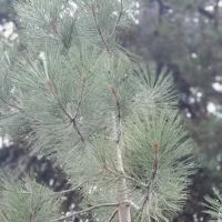 Rocky Point Campground ico