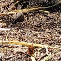 Spicer Meadow Campground ico